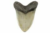 Huge, Fossil Megalodon Tooth - North Carolina #188219-2